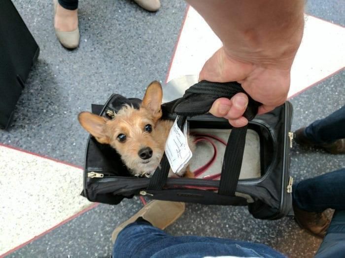 American Airlines' Pet Policy A Brief Guide