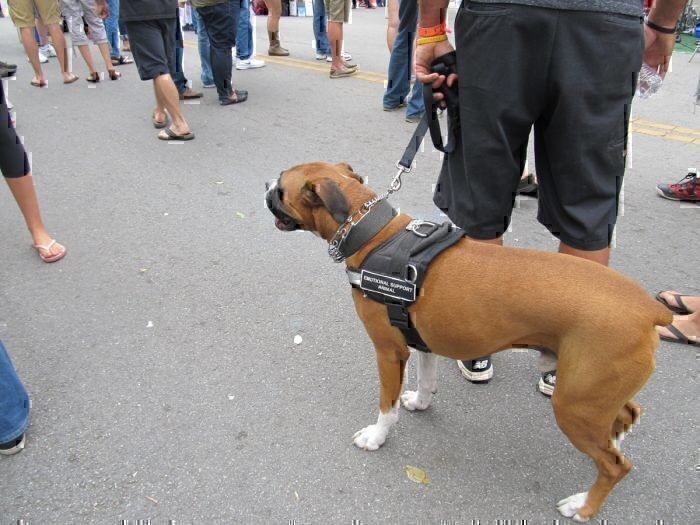 An emotional support dog on a leash.