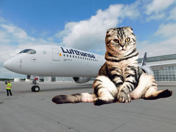 Lufthansa, Lost Cat, Washington Dulles