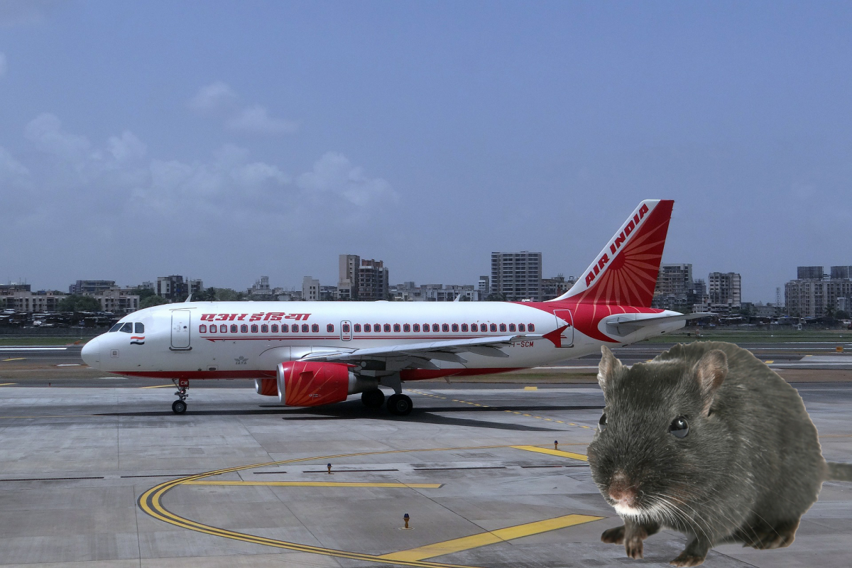 Air India Rat