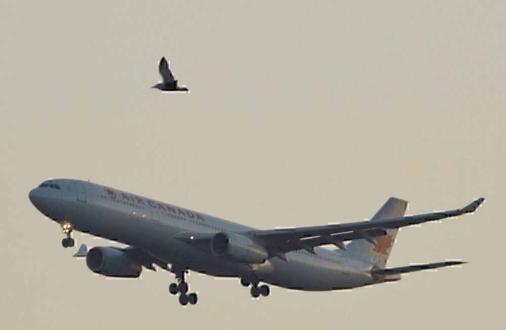 Air Canada approach bird