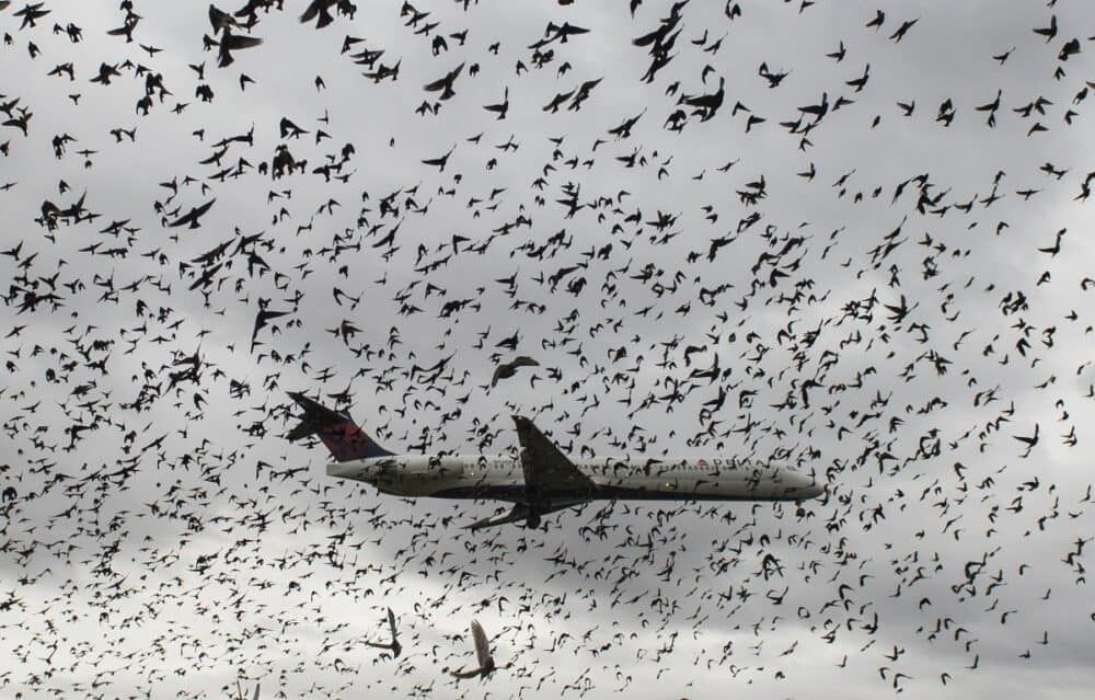 delta bird flock