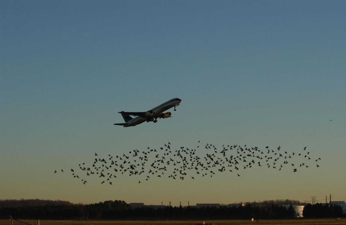 airport-birds