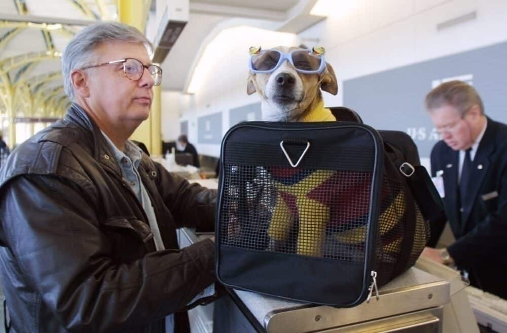Pet dog with glasses checks in