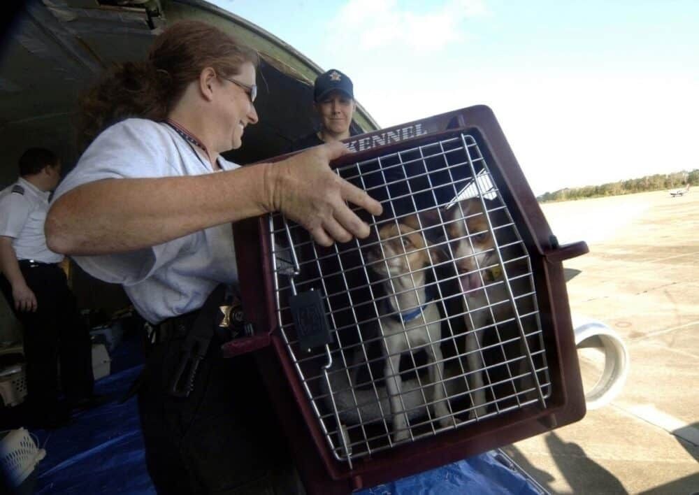 Dogs evacuated from hurricane Katrina