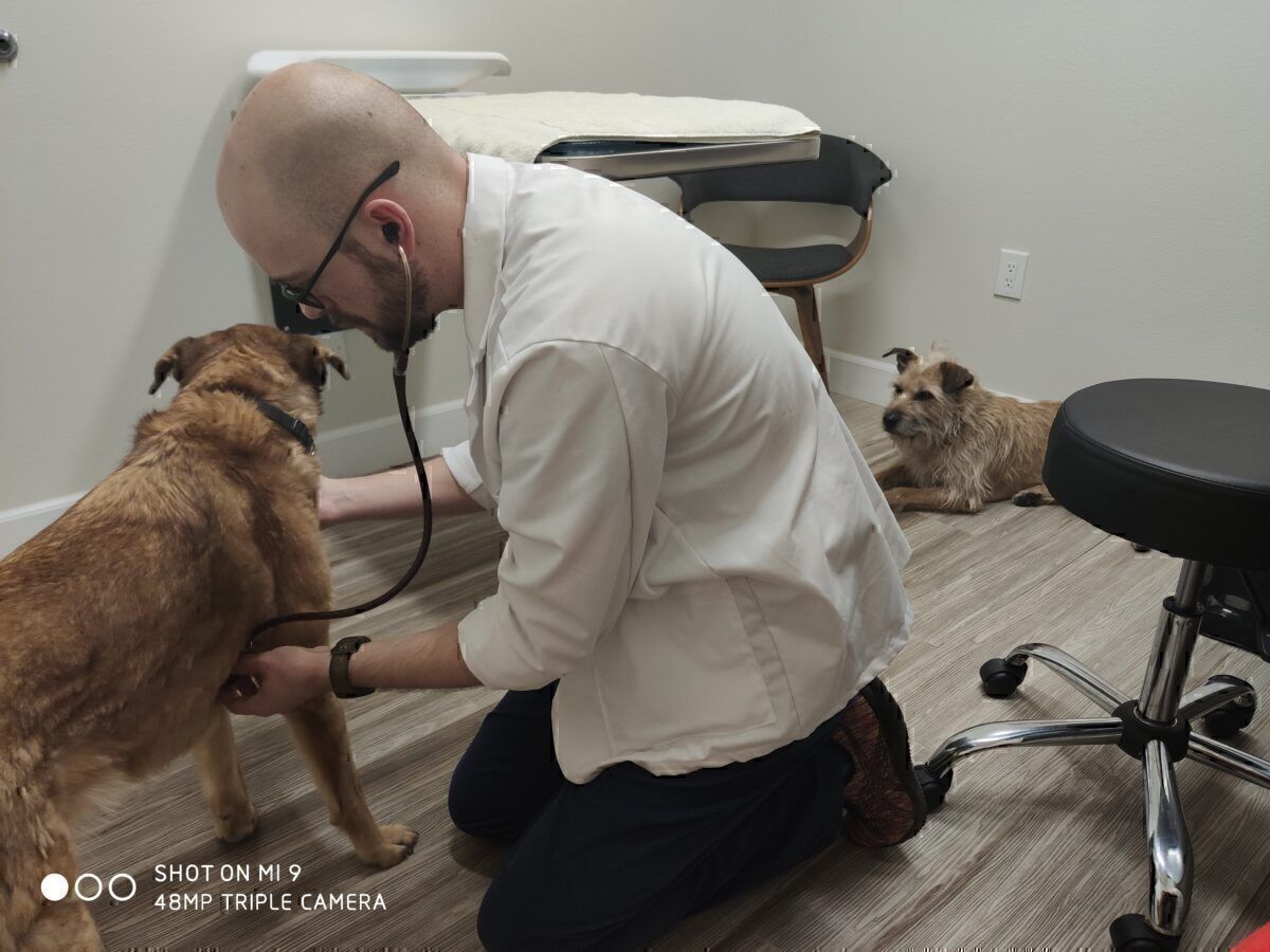 How To Take Your Pets To Europe From The USA