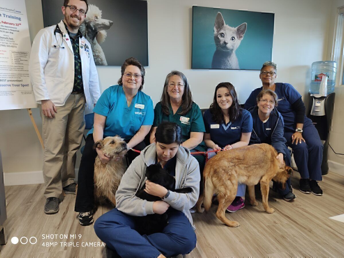 How To Take Your Pets To Europe From The USA