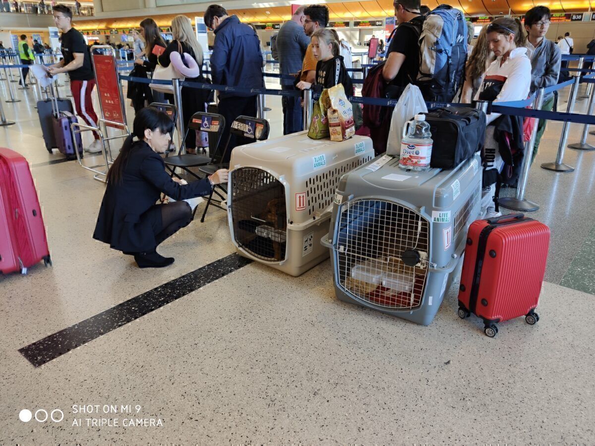 Multiple Dogs in crates at Los Angeles International Airport.