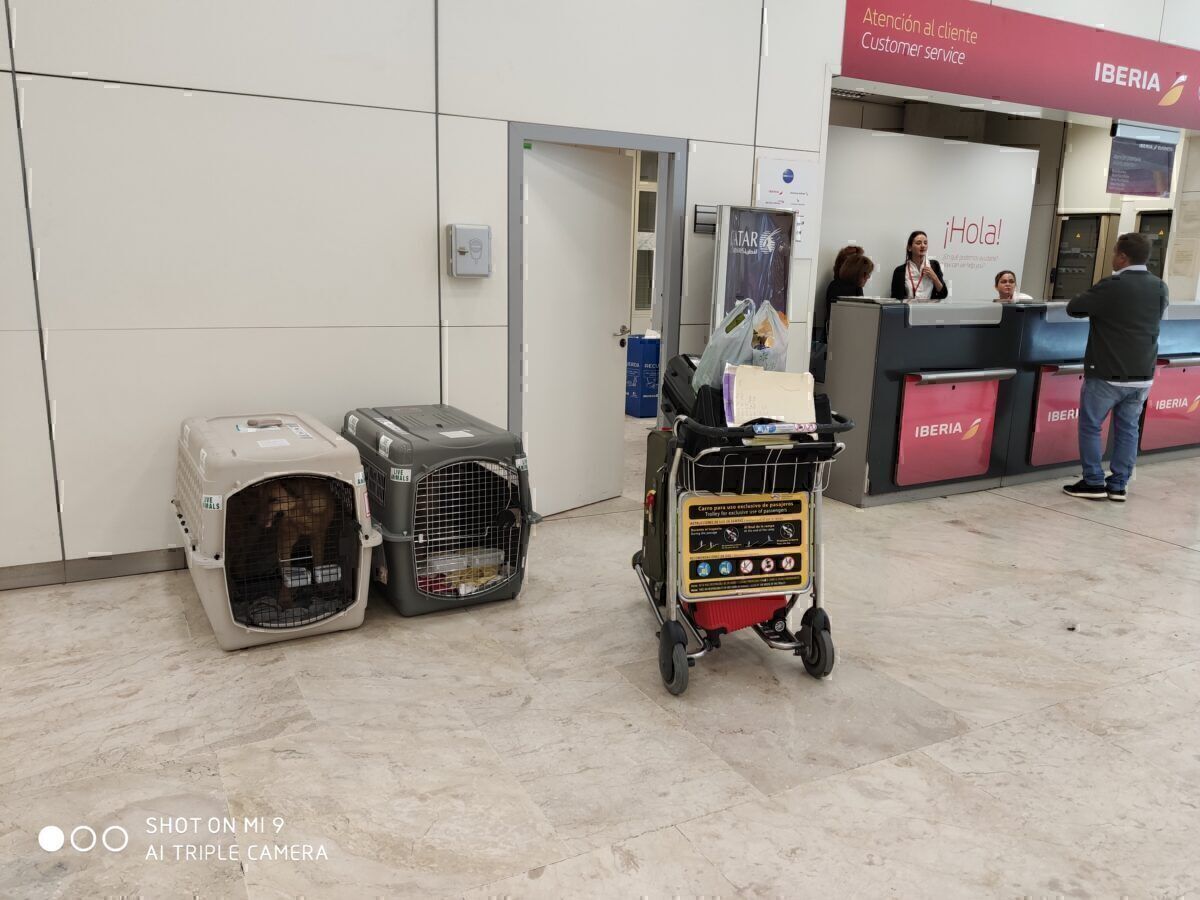 How To Take Your Pets To Europe From The USA