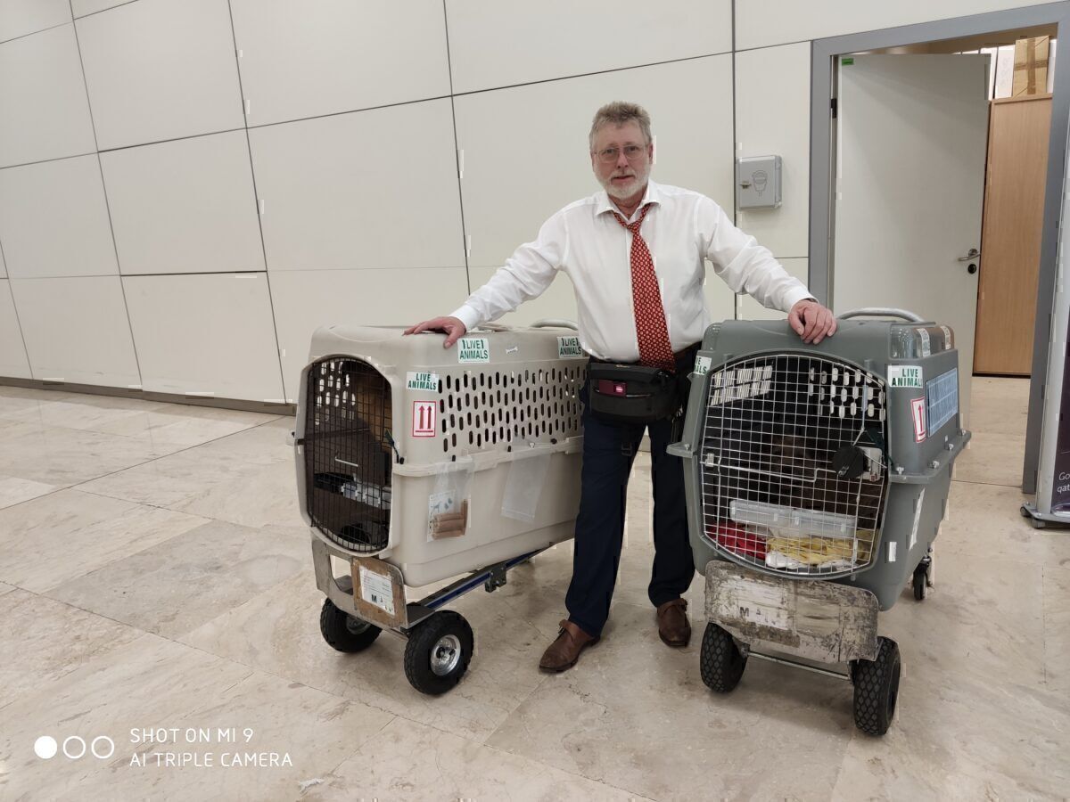 How To Take Your Pets To Europe From The USA