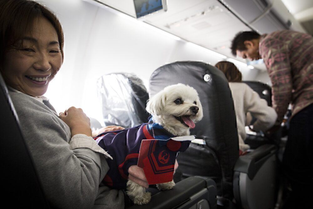 Dog on a plane getty