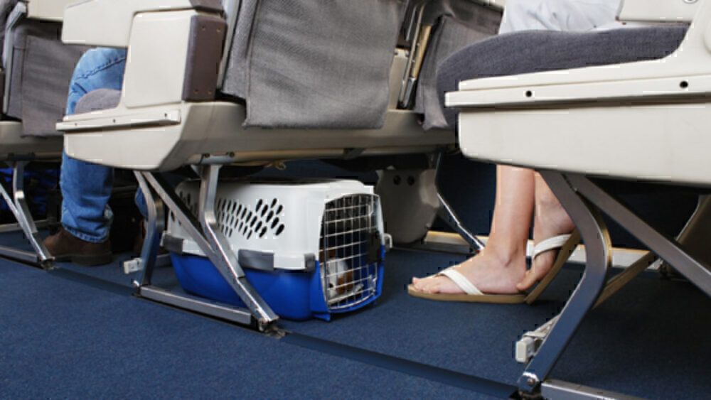 Which Rules Surround Taking Pets On Airplanes In 2023?