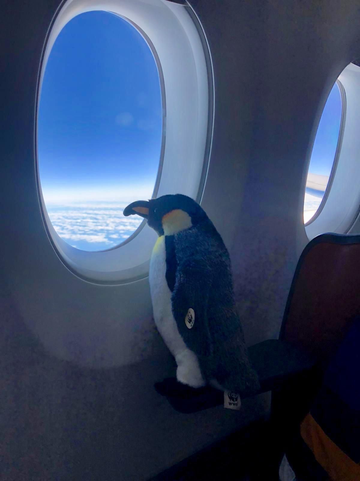 A stuffed toy penguin gazes out of the Airbus A350's window