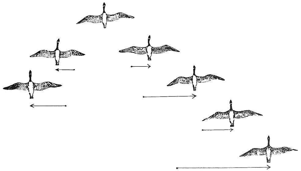 Formation Flight Birds