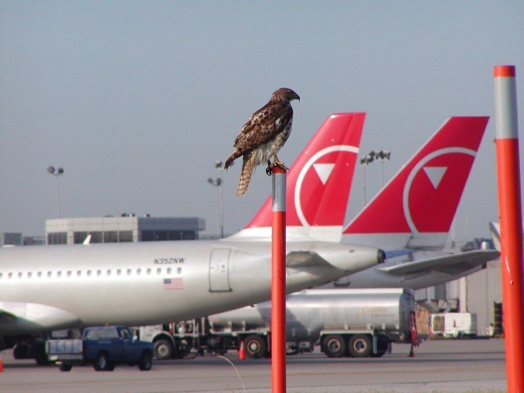 Bird At Airport