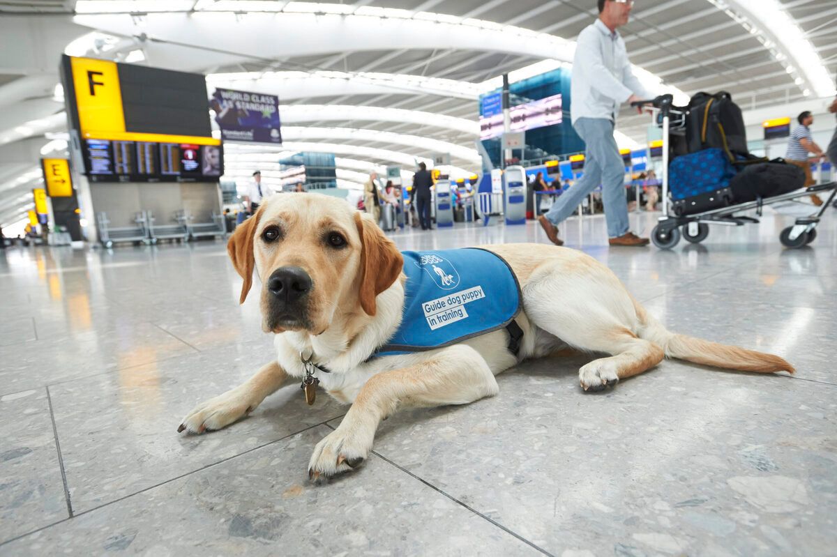 Heathrow Guide Dog