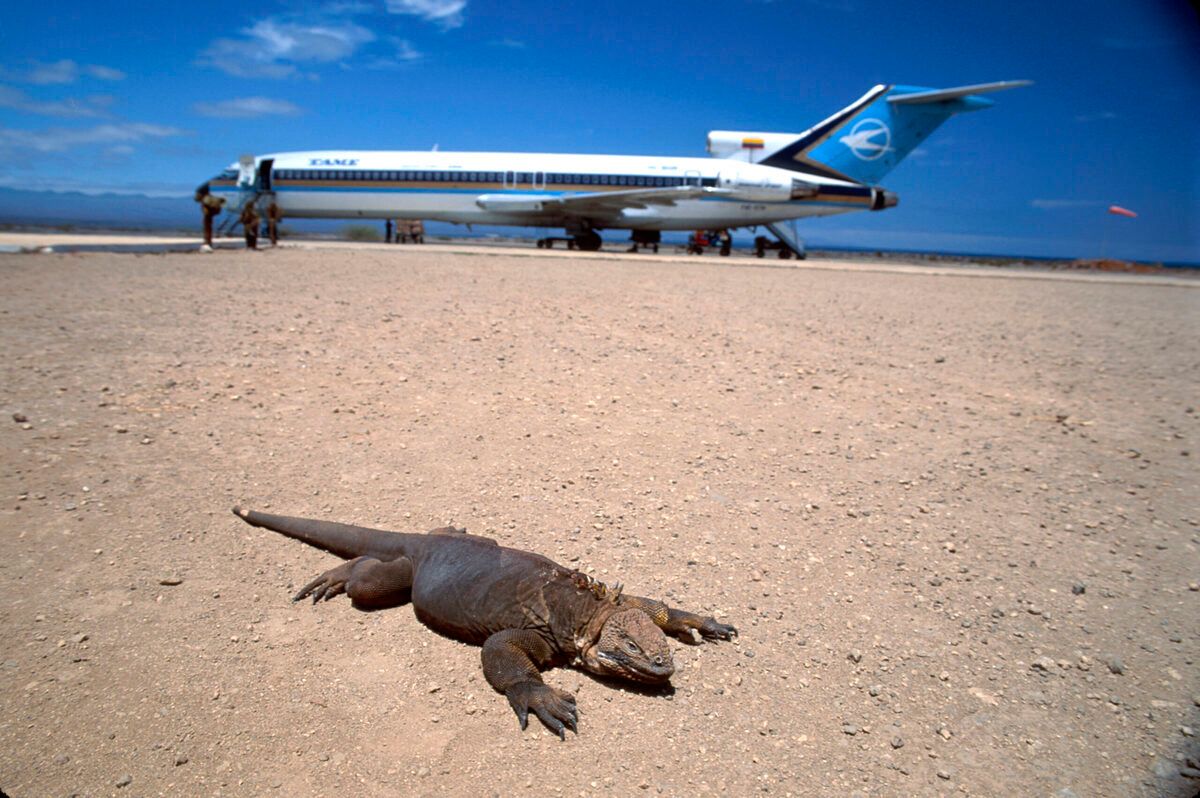 Ecuador, Galapagos Islands, Isla Baltra, airplane with land iguana