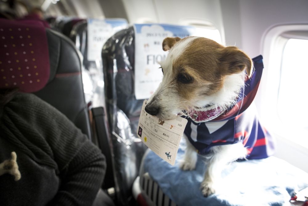 Dog with boarding pass in cabin