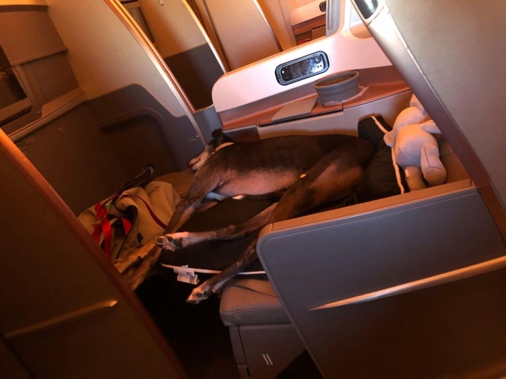 Business Class flight with Singapore Airlines Greyhound