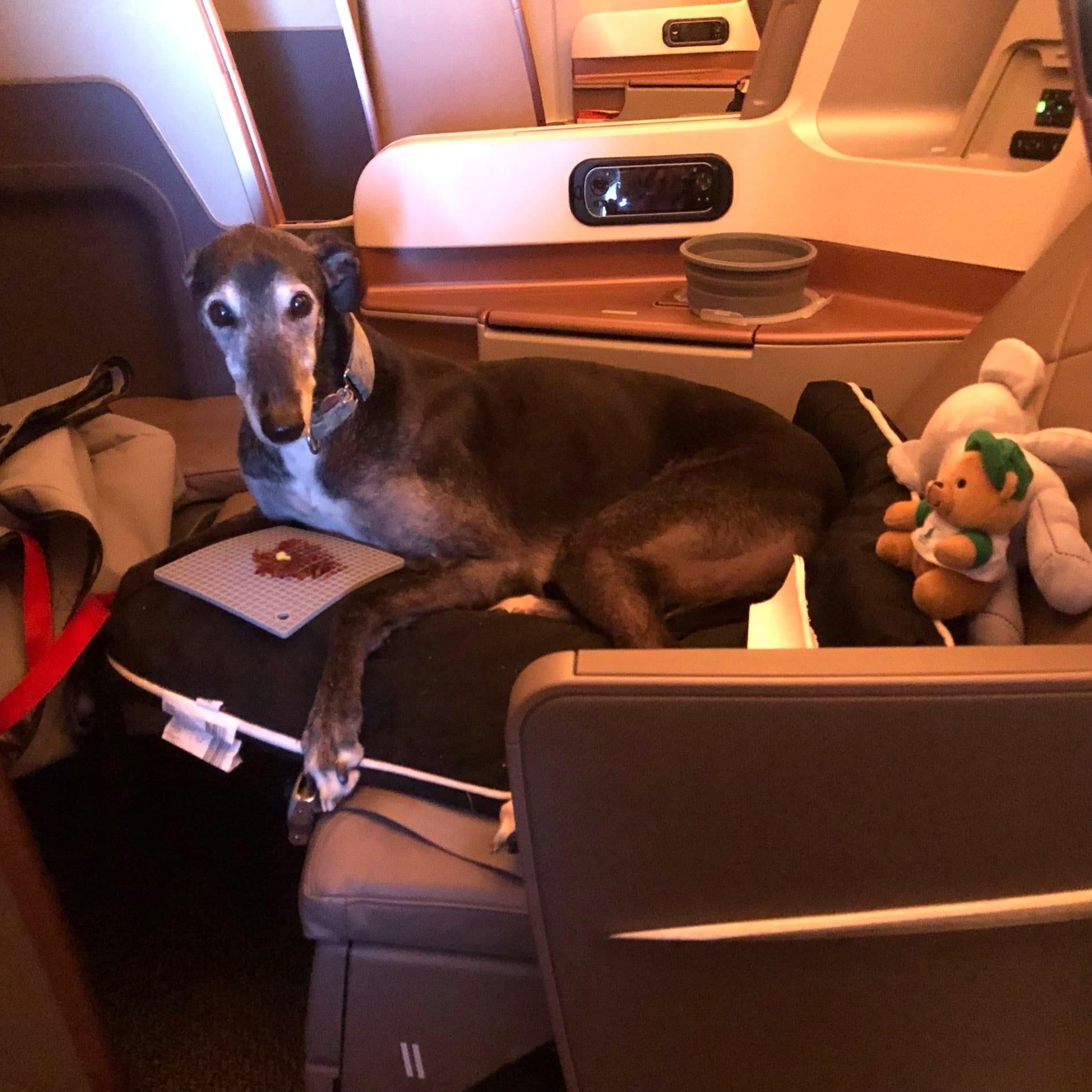 Можно с собакой в самолет. Собака в салоне самолета. Собака в бизнес классе. Животные в салоне самолета. Собачка в самолете.
