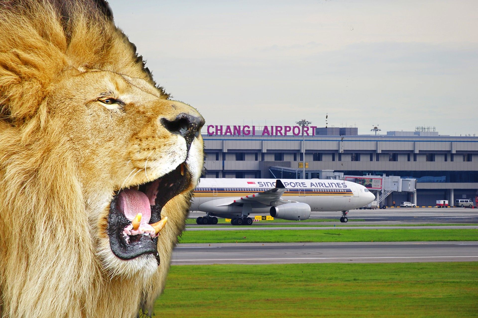SIA at Changi with lion