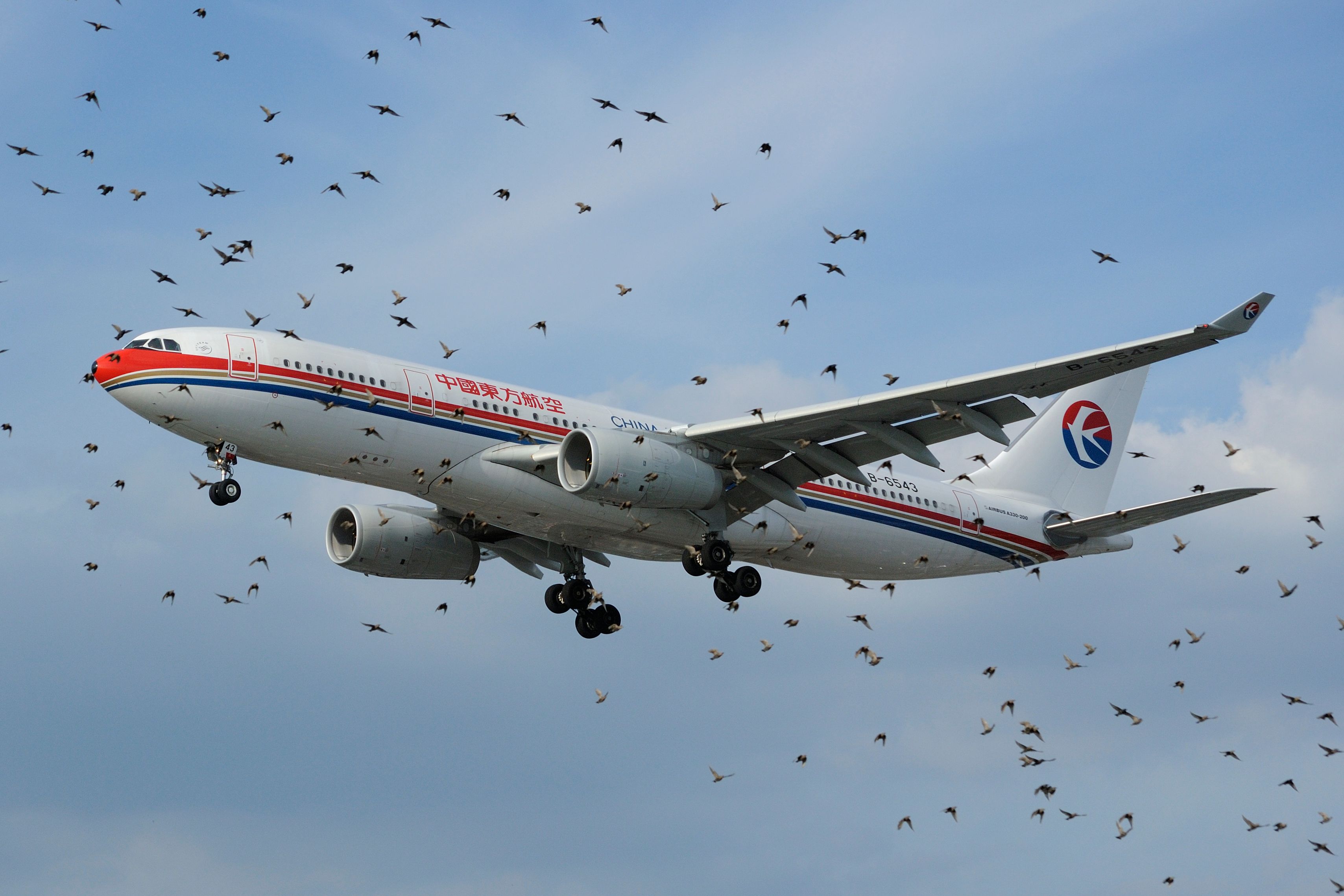 An Airbus A330 on approach photographed with birds in the foreground. 