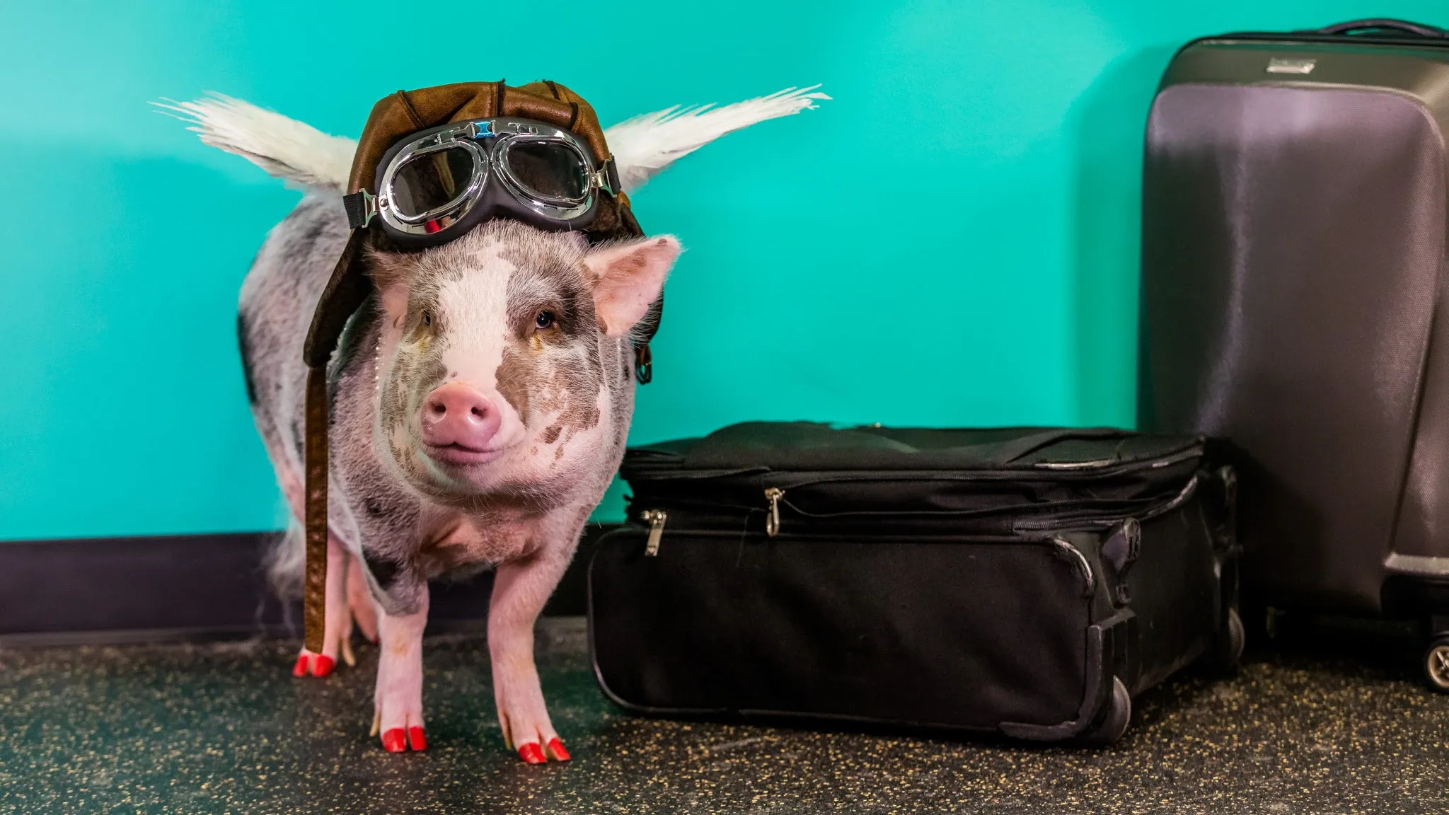 pig getting ready for a flight