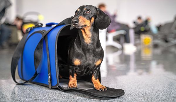 A dachshund standing outside its handheld kennel in an airport terminal.