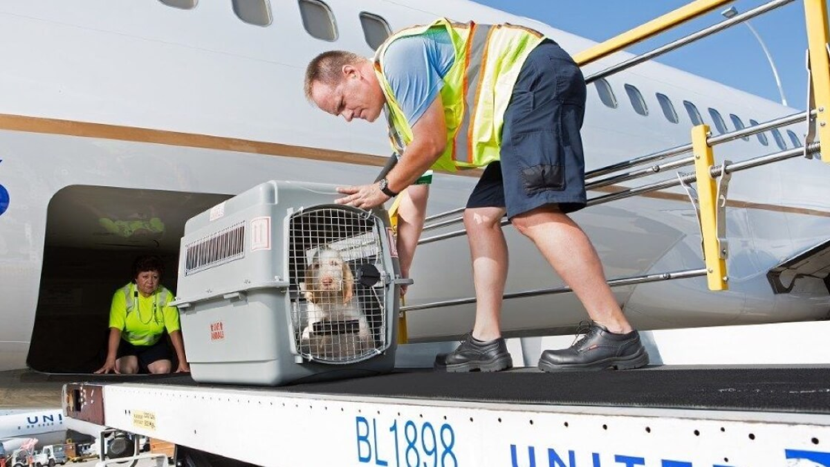 Pet Loaded Into United Airlines Cargo Hold