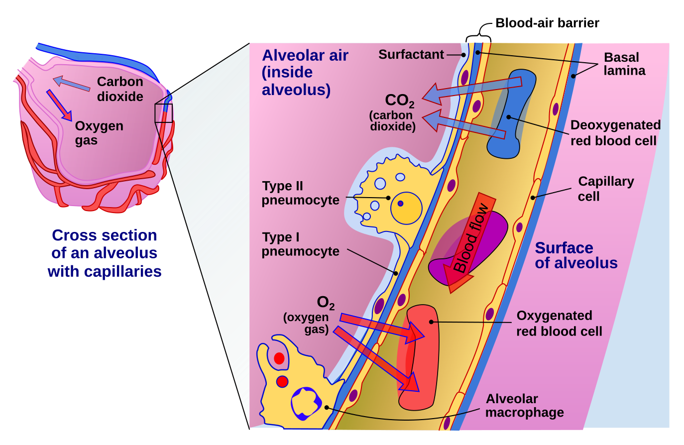 Depiction of alveoli in lungs