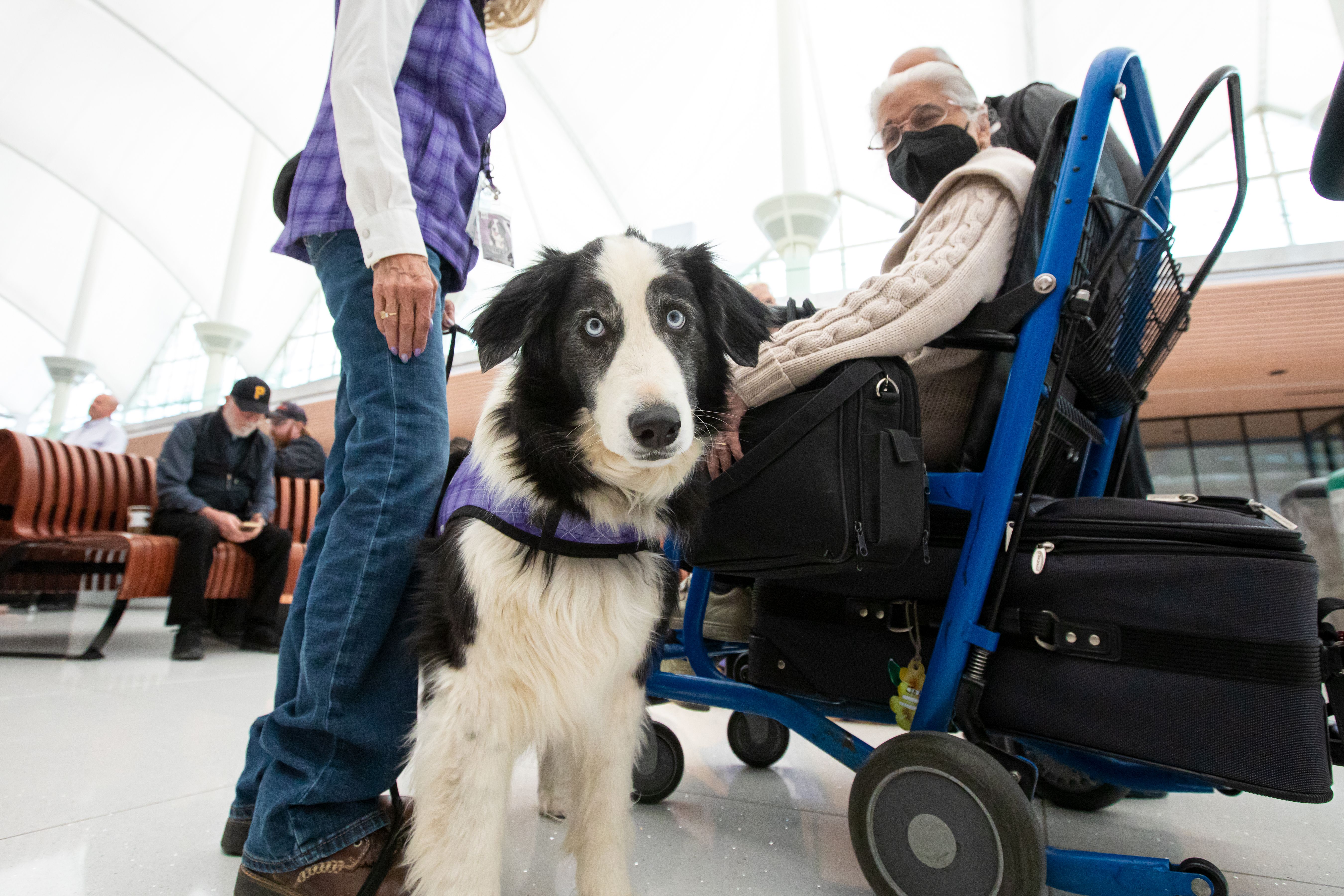 A service dog standing next to a passenger in an airport.