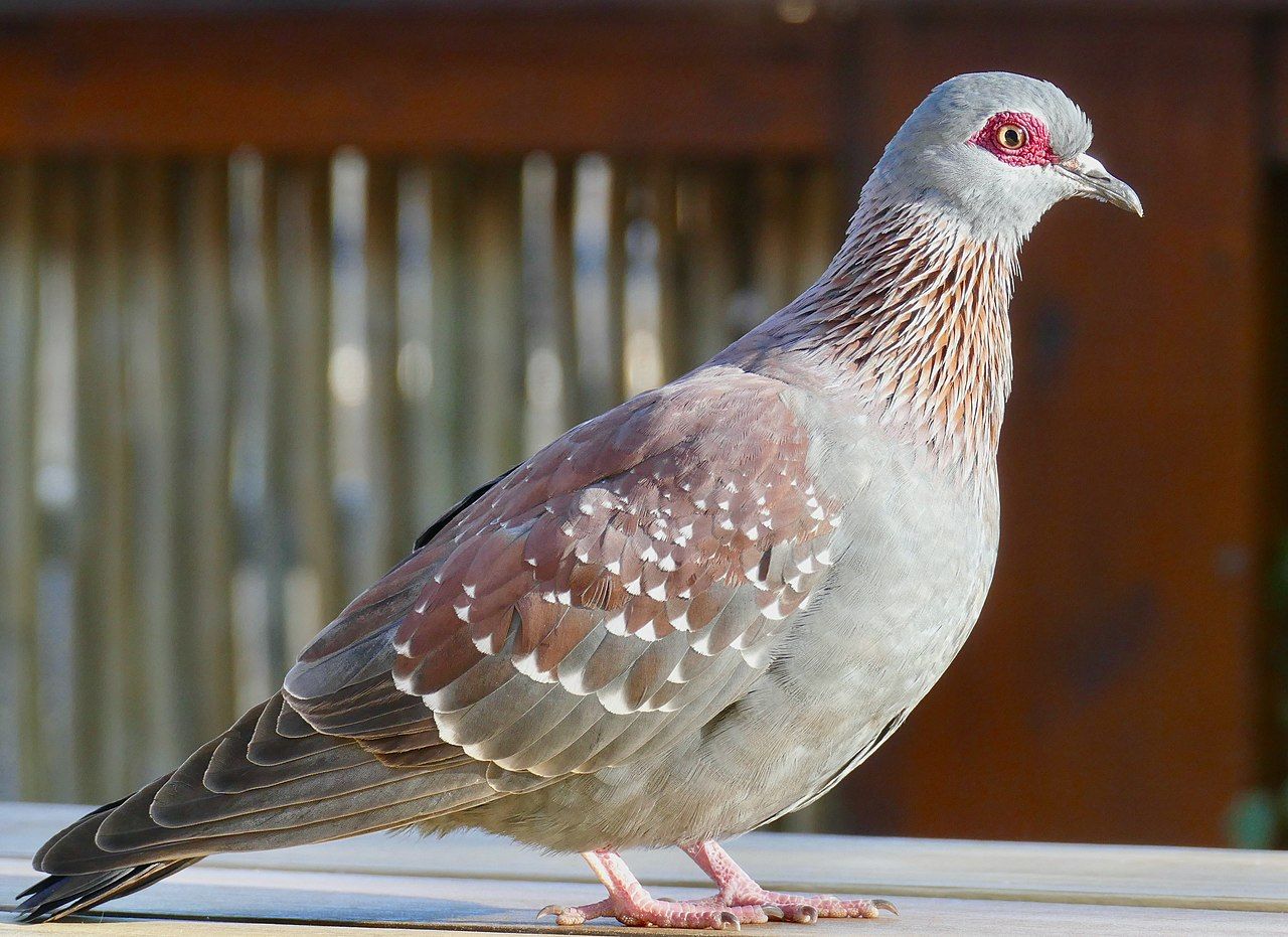 Speckled_Pigeon_(Columba_guinea)_(51607709638)