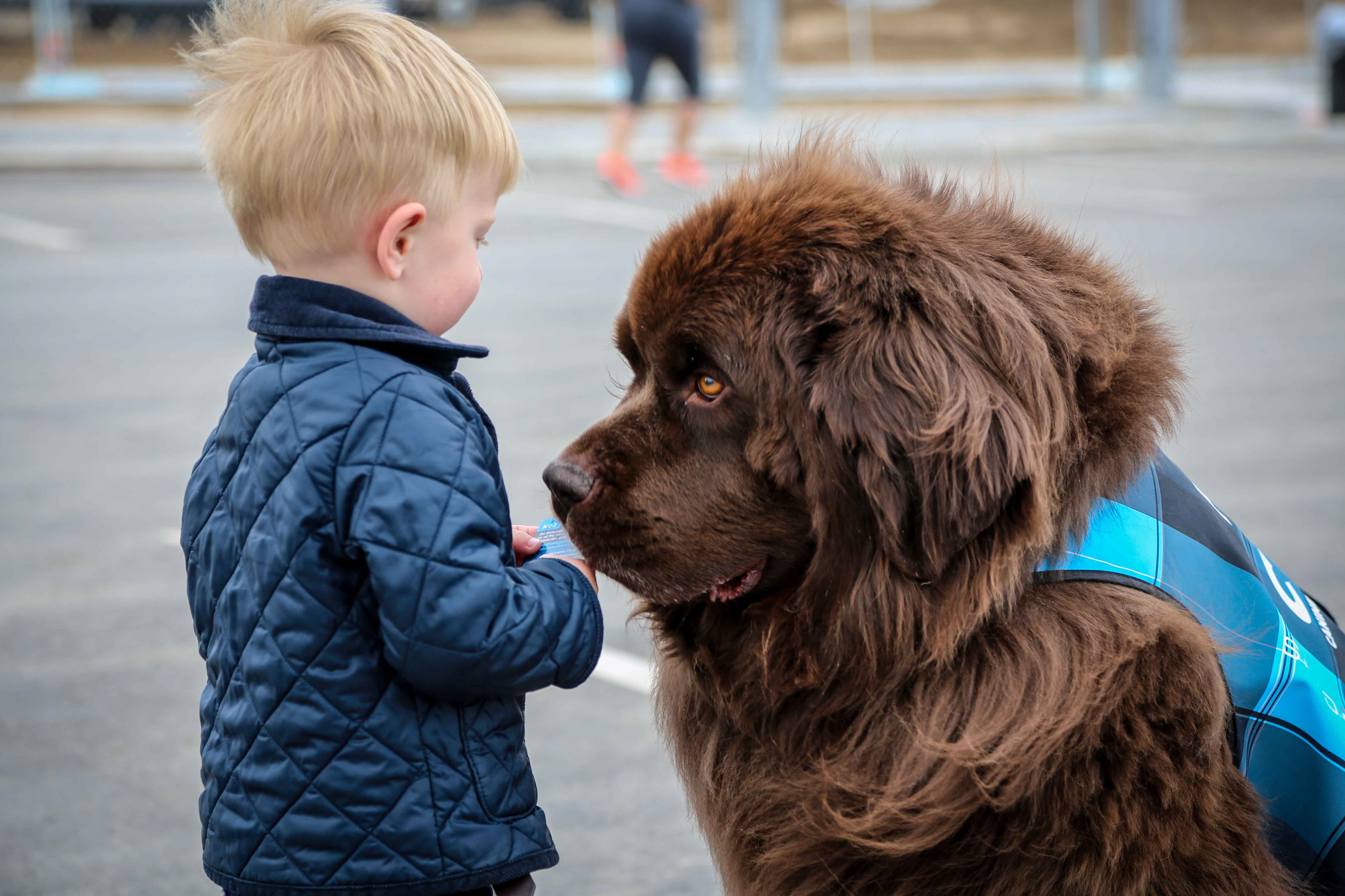 Denver Airports CATS dog comforting a young passenger