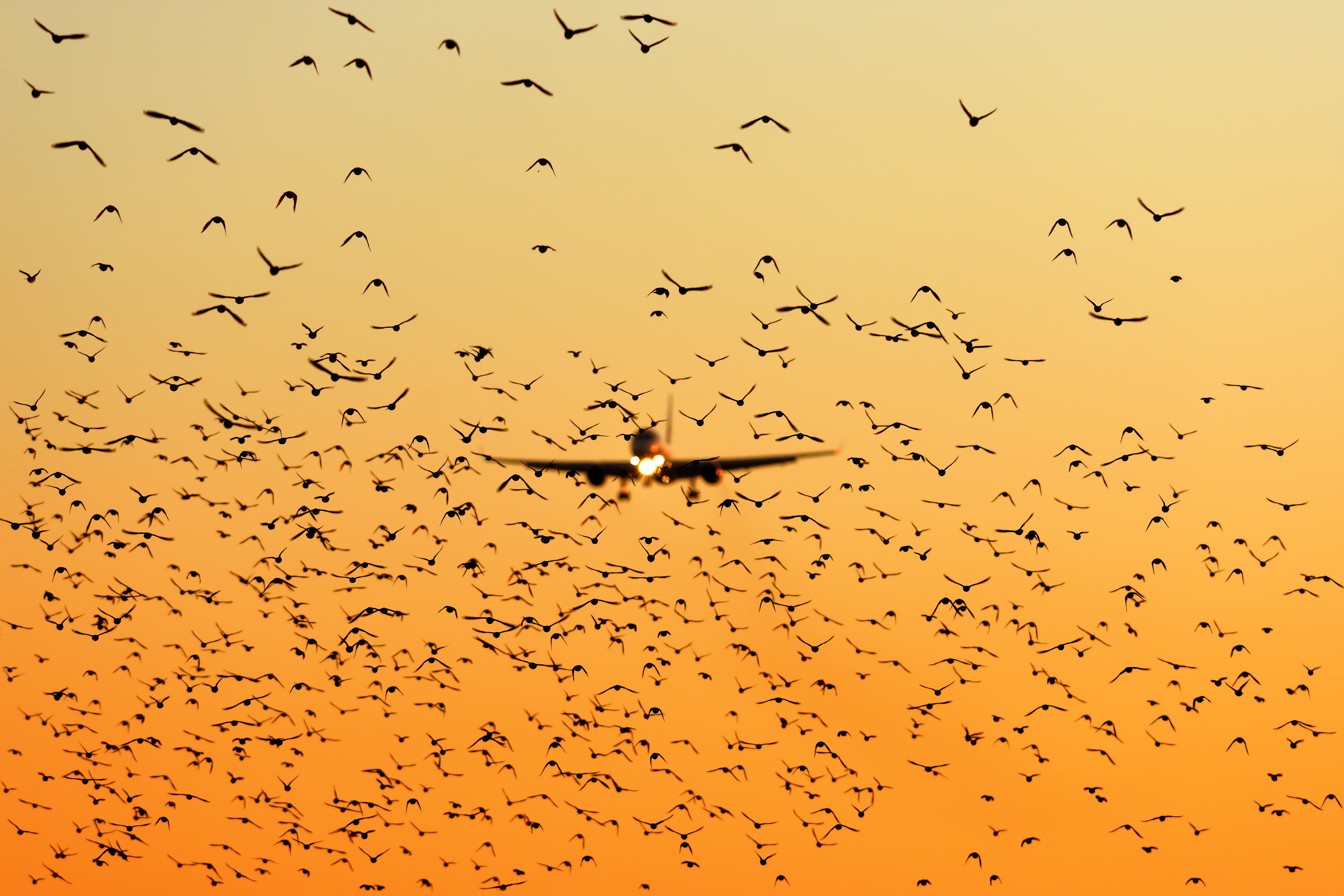 modern passenger jet engine aircraft landing to airport runway at dusk on background with huge flock of birds