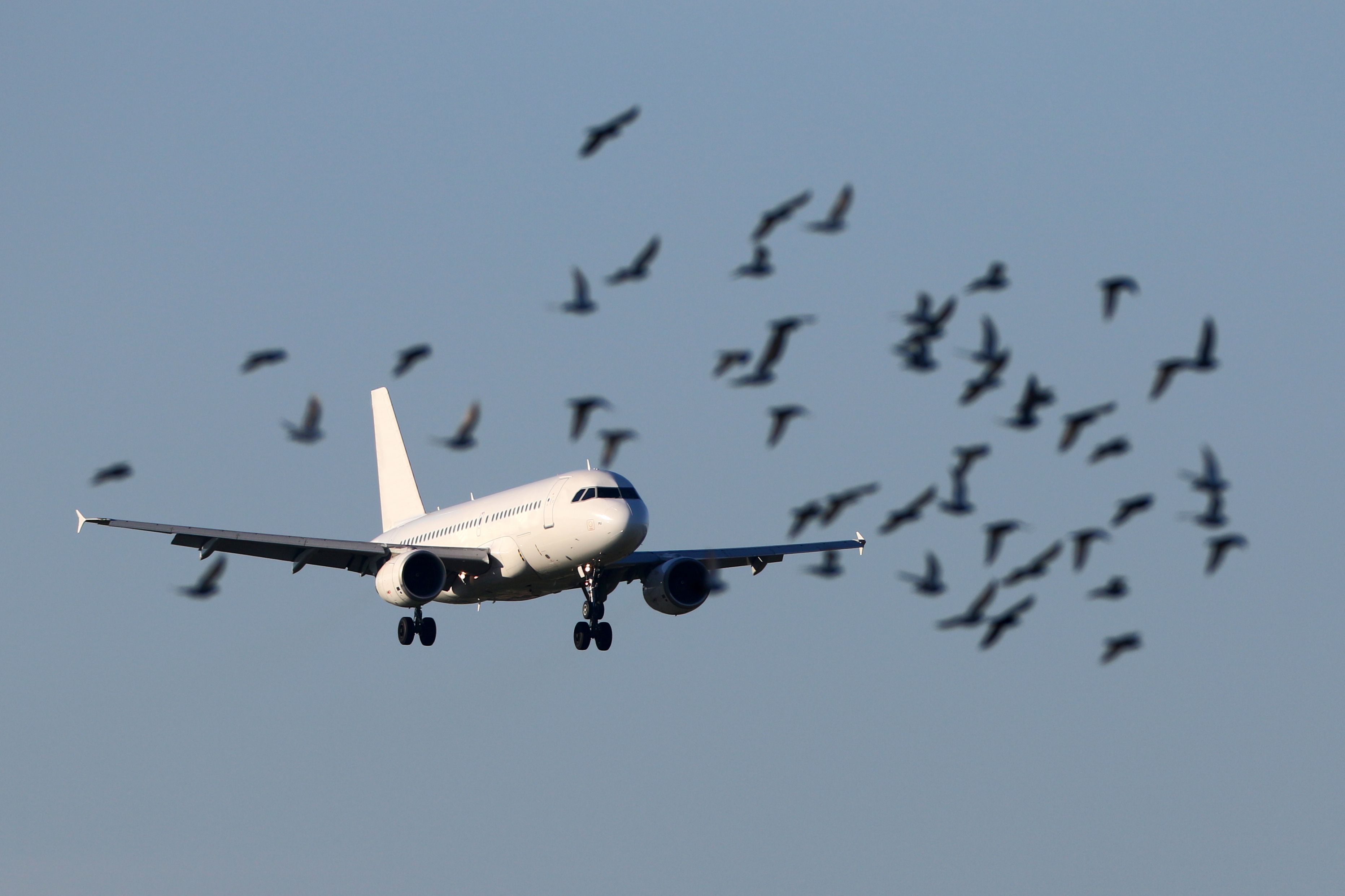An aircraft flying into a flock of birds.