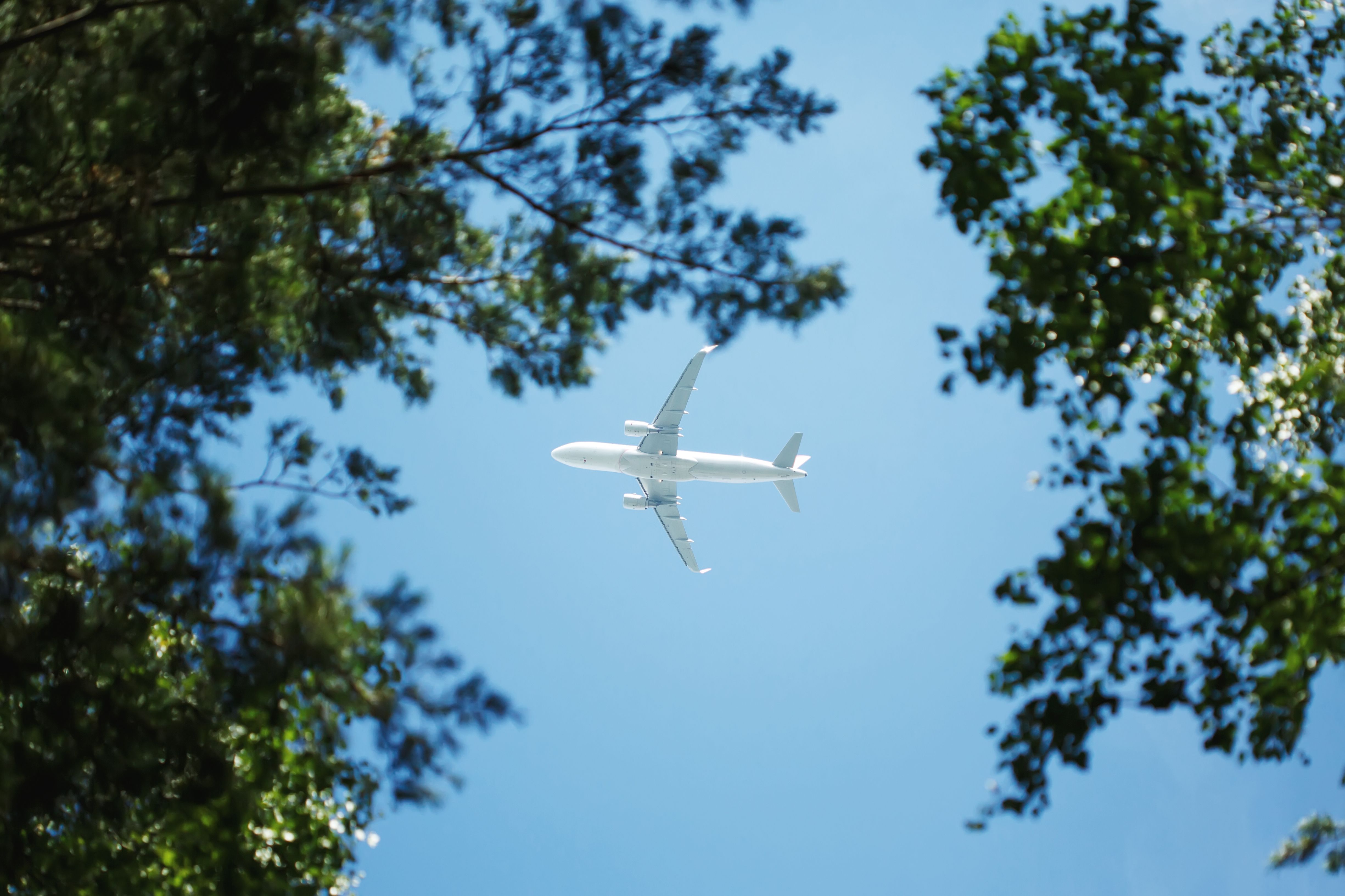 airplane in sky between trees
