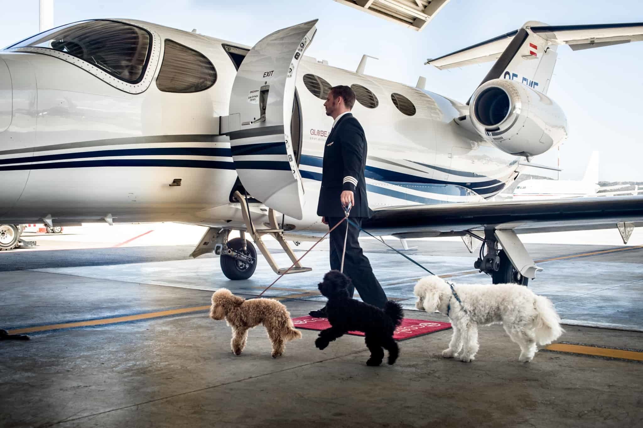 pilot takes dogs onboard aircraft