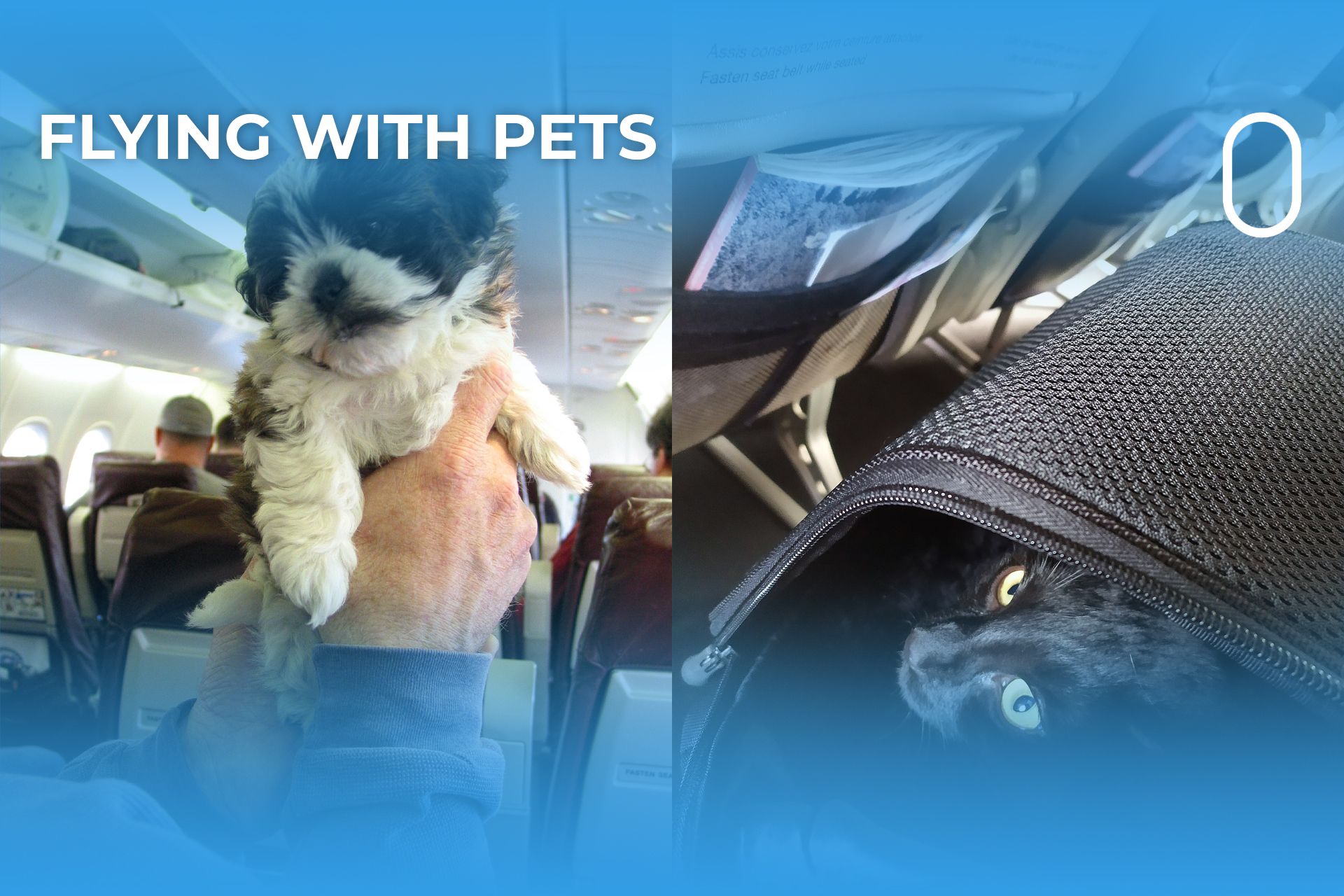 How Has Flying With Pets Changed Over The Years?
