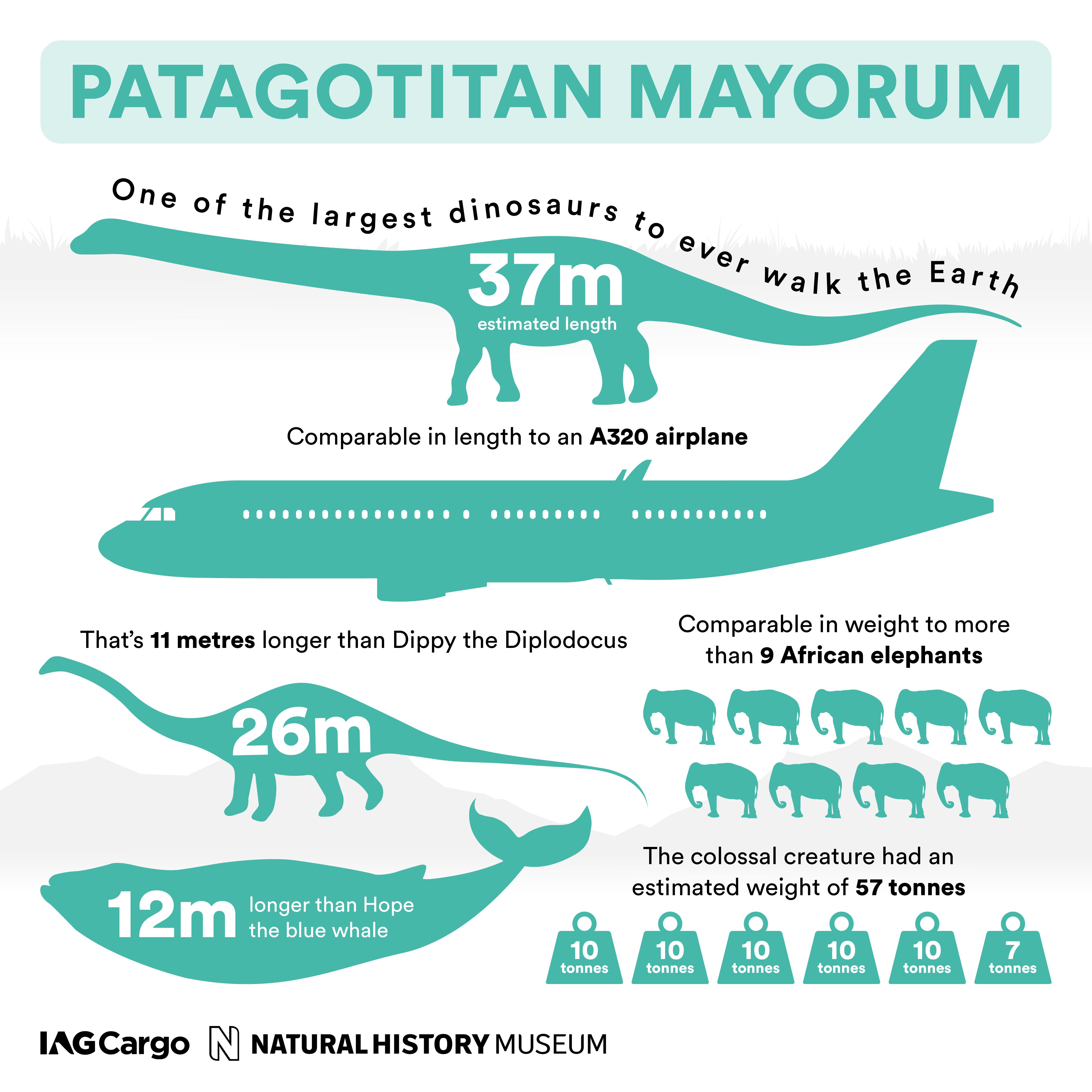 IAGCargo-NHM-Titanosaur-Facts-Final-4[2][3]