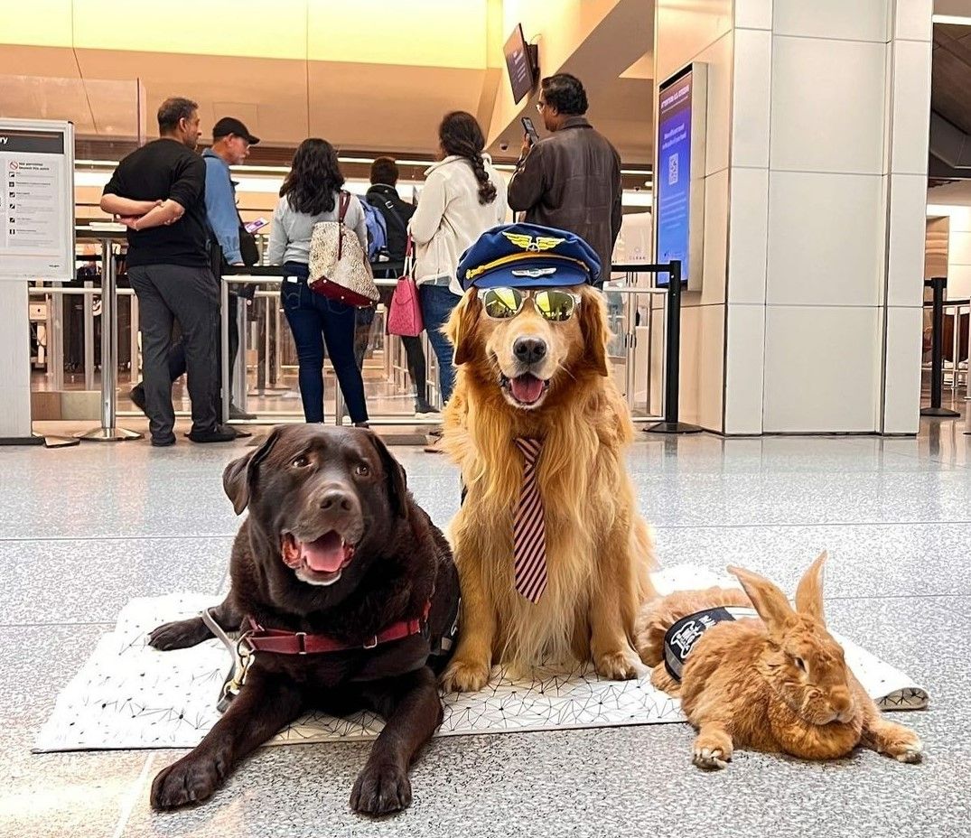 San Francisco International Airport’s Adorable Team Of Therapy Animals