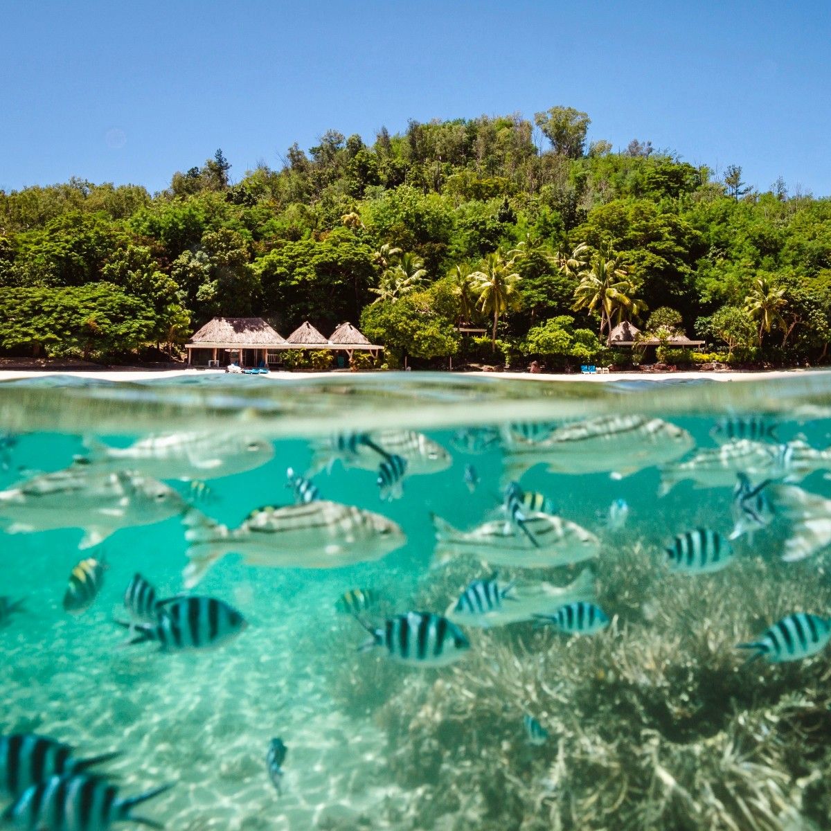 turtlefiji - Tourism Fiji