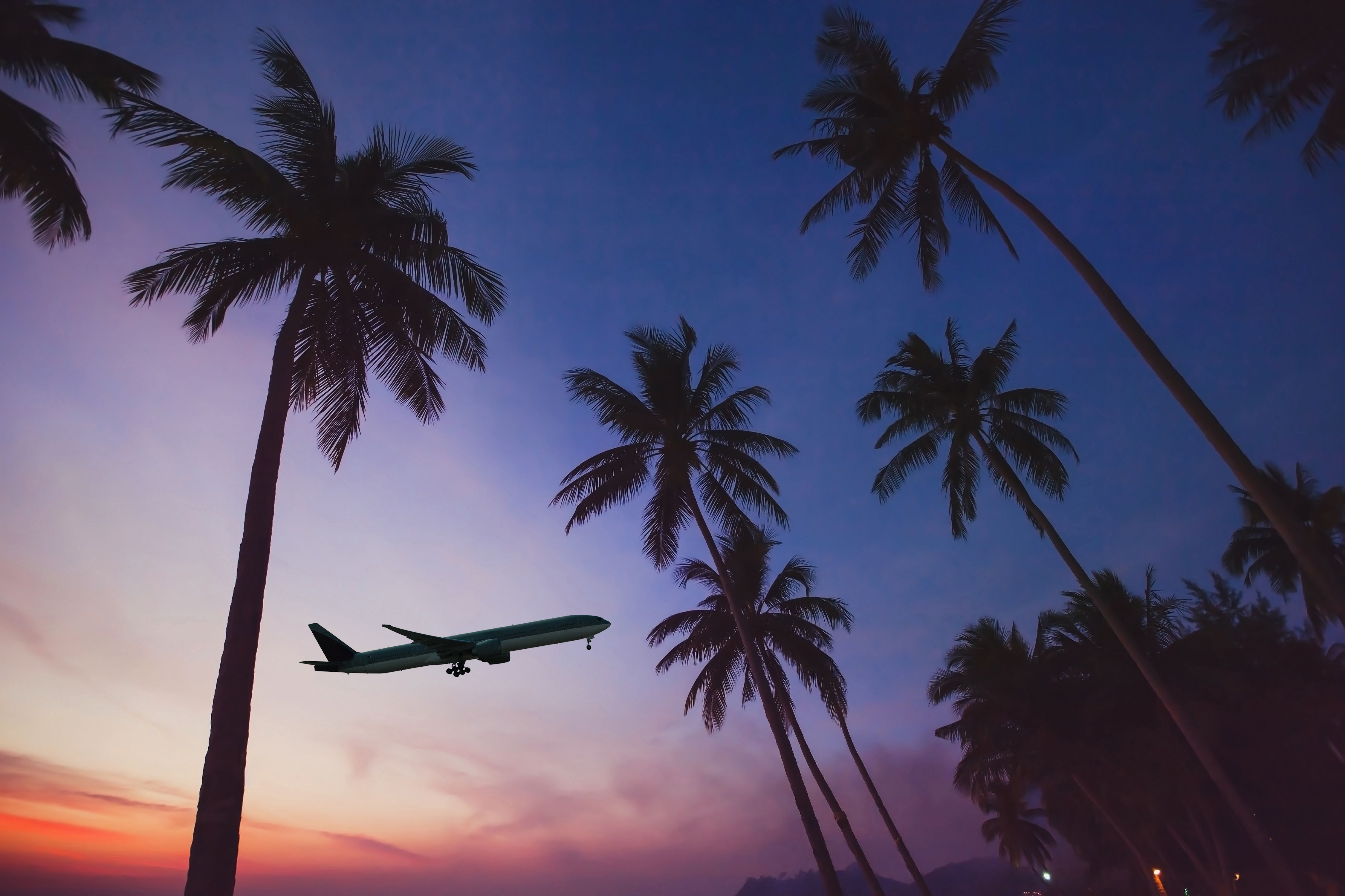 Airplane flying over palm trees.