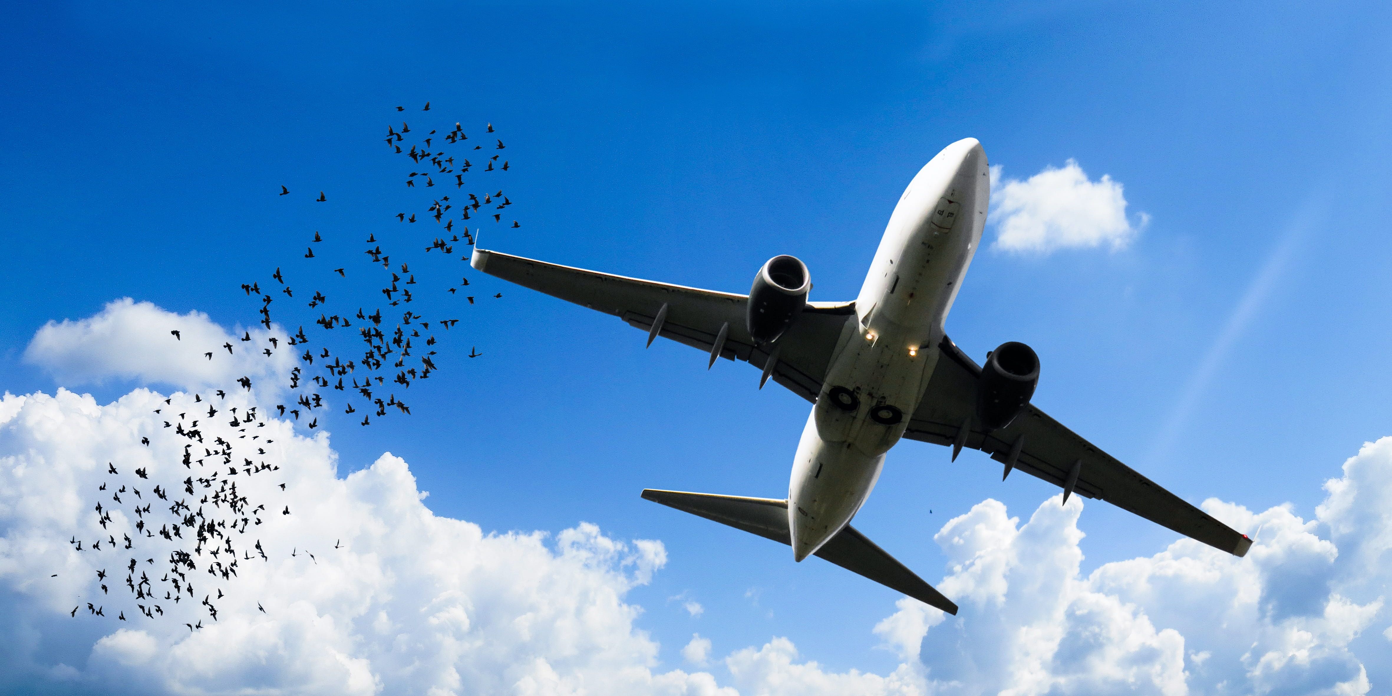An aircraft flying next to a flock of birds.