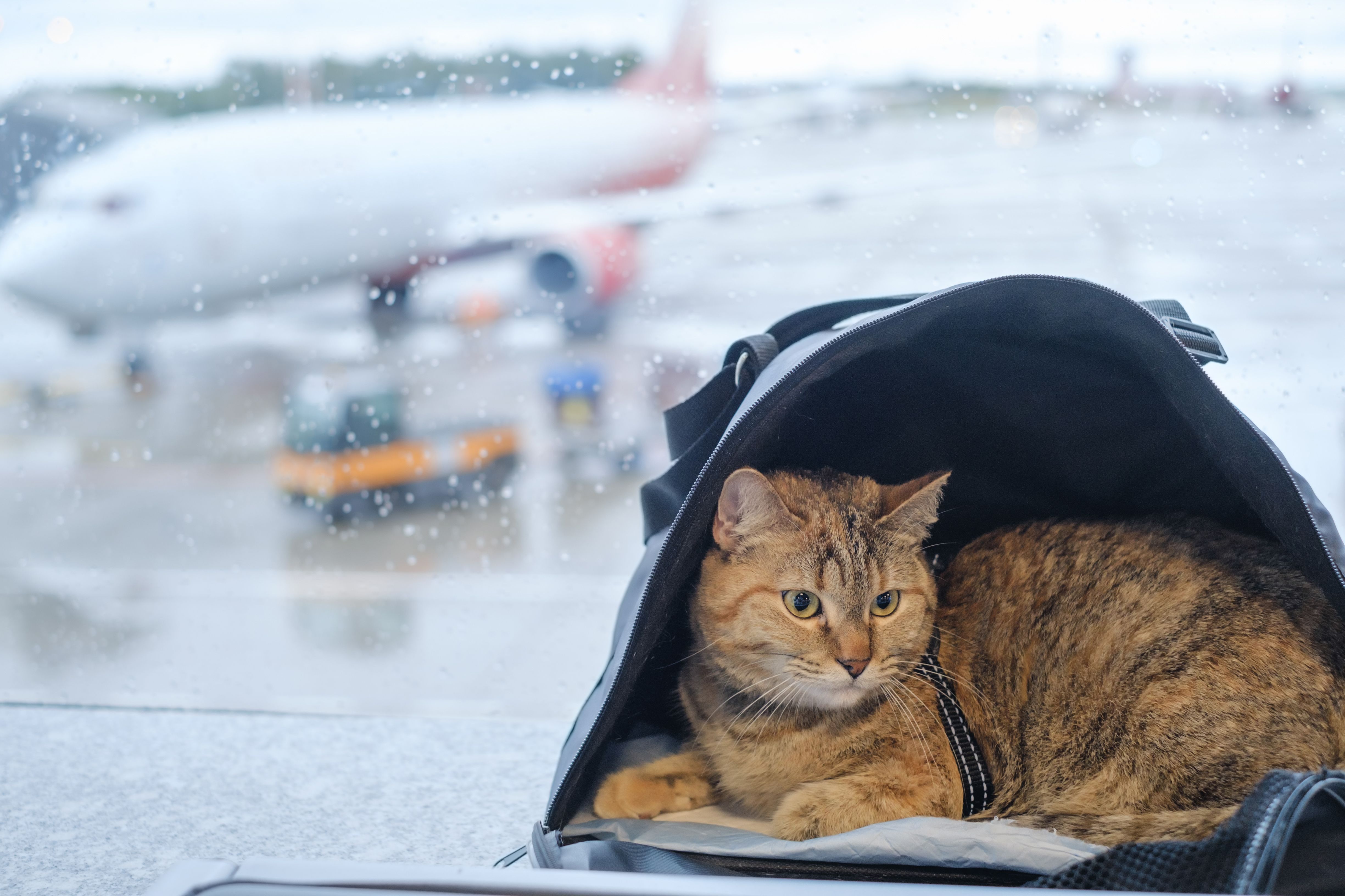 A cat sitting in a bag near an airport terminal window.