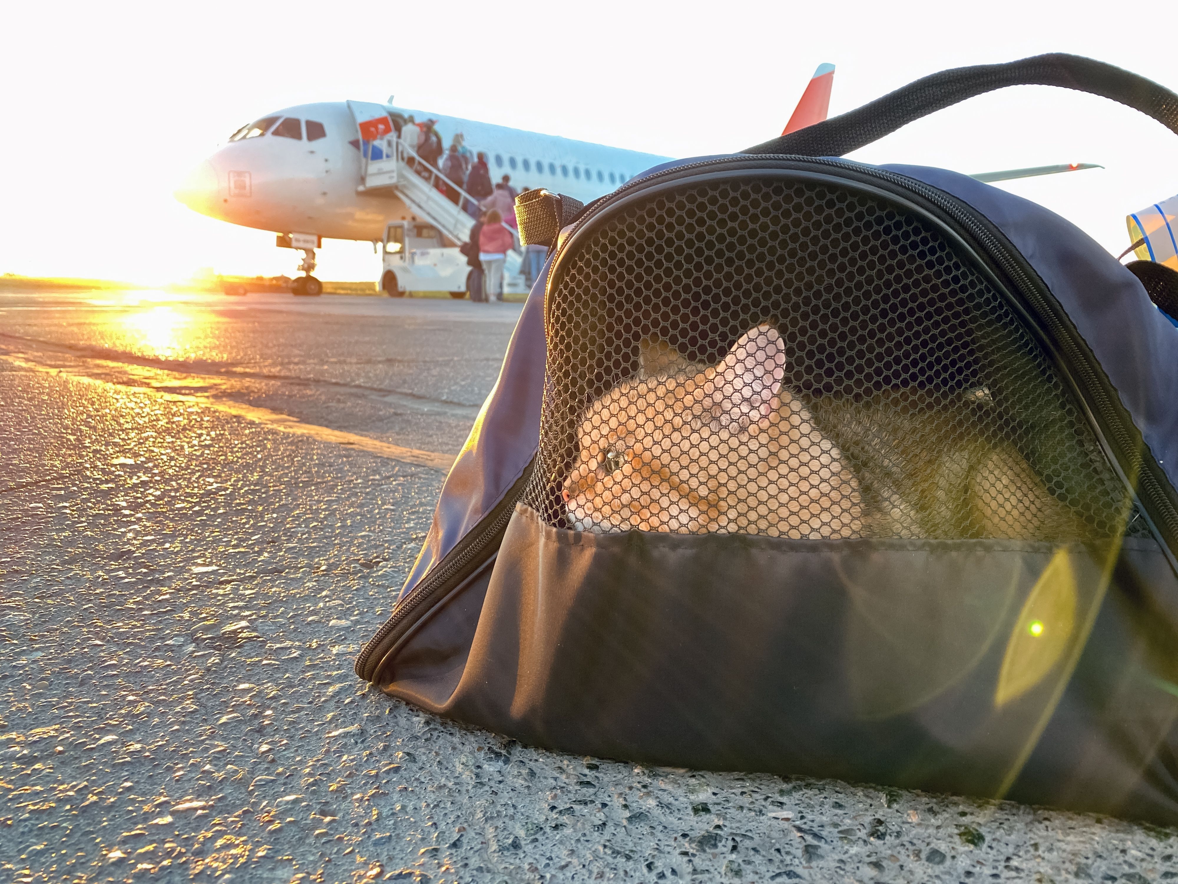 A cat sitting in a bag near a parked aircraft at an airport.
