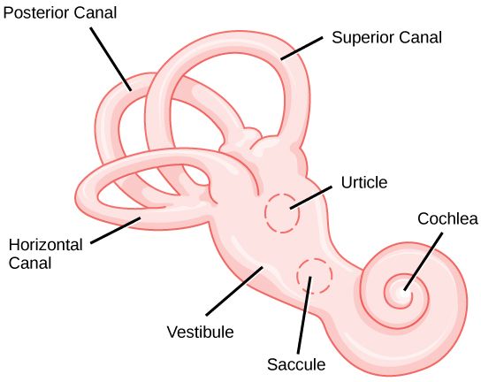 A diagram of the vestibular apparatus. 