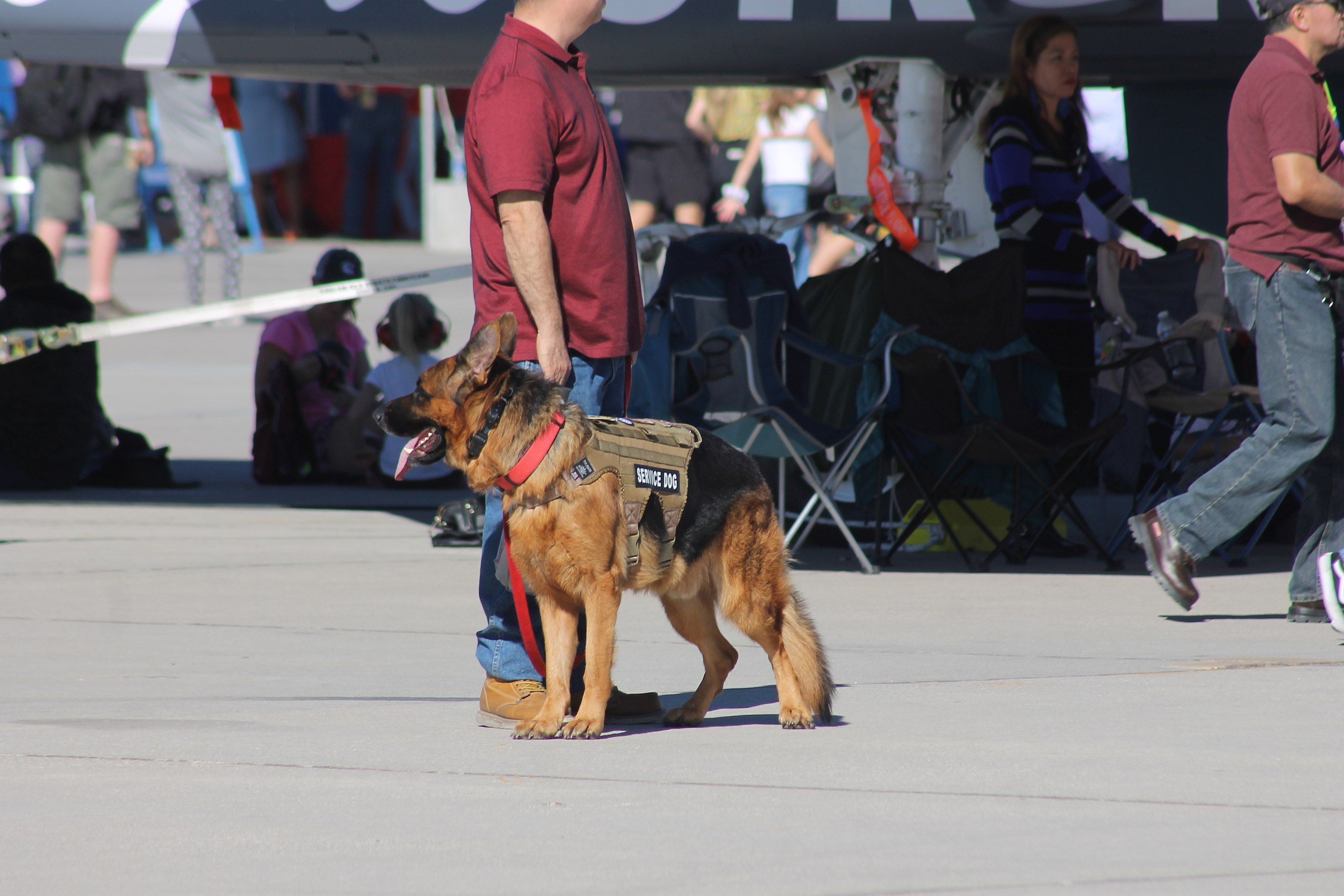 German shepherd service dog and his owner. 