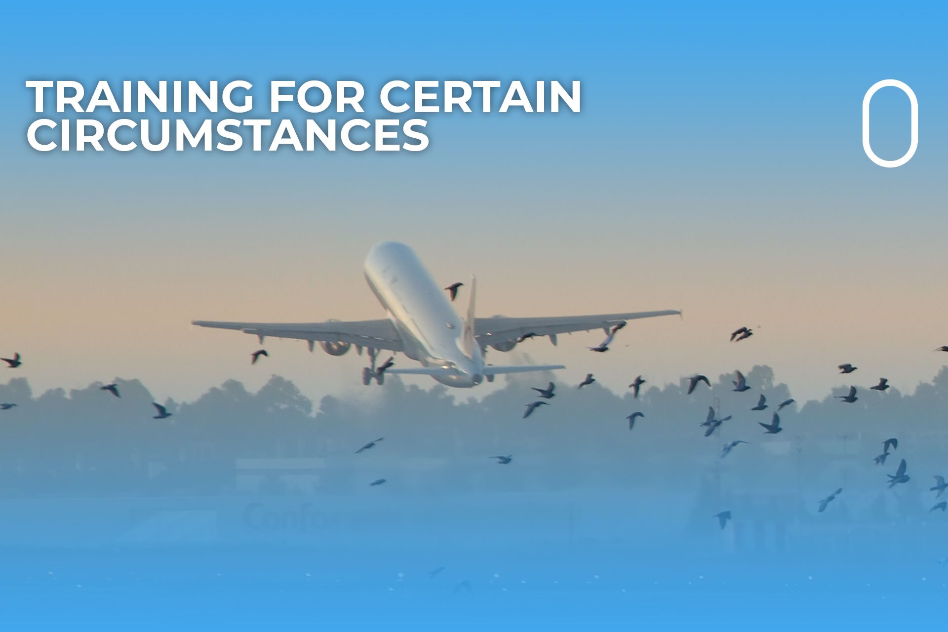 How are pilots trained to handle bird strikes 
