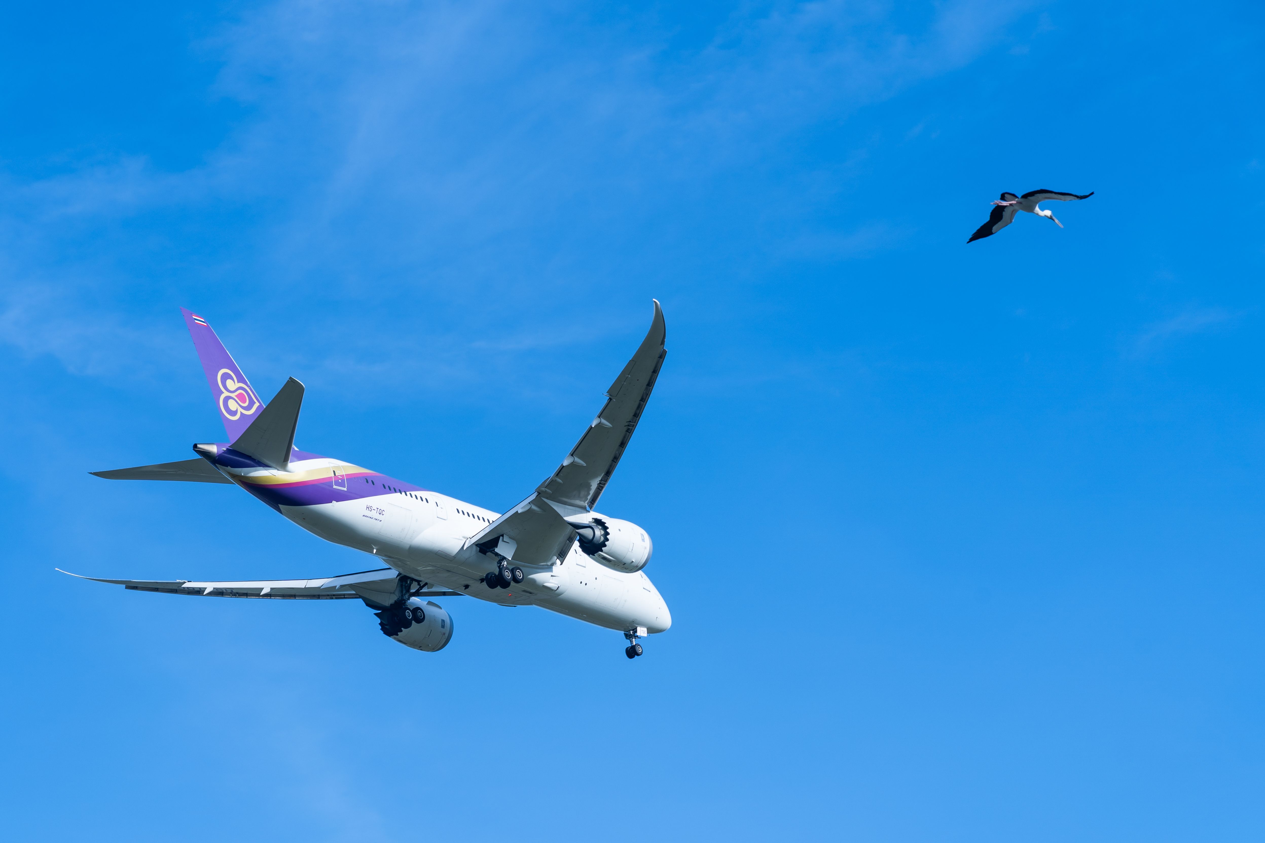 A Thai Airways Boeing 787 flies above a large bird on approach. 