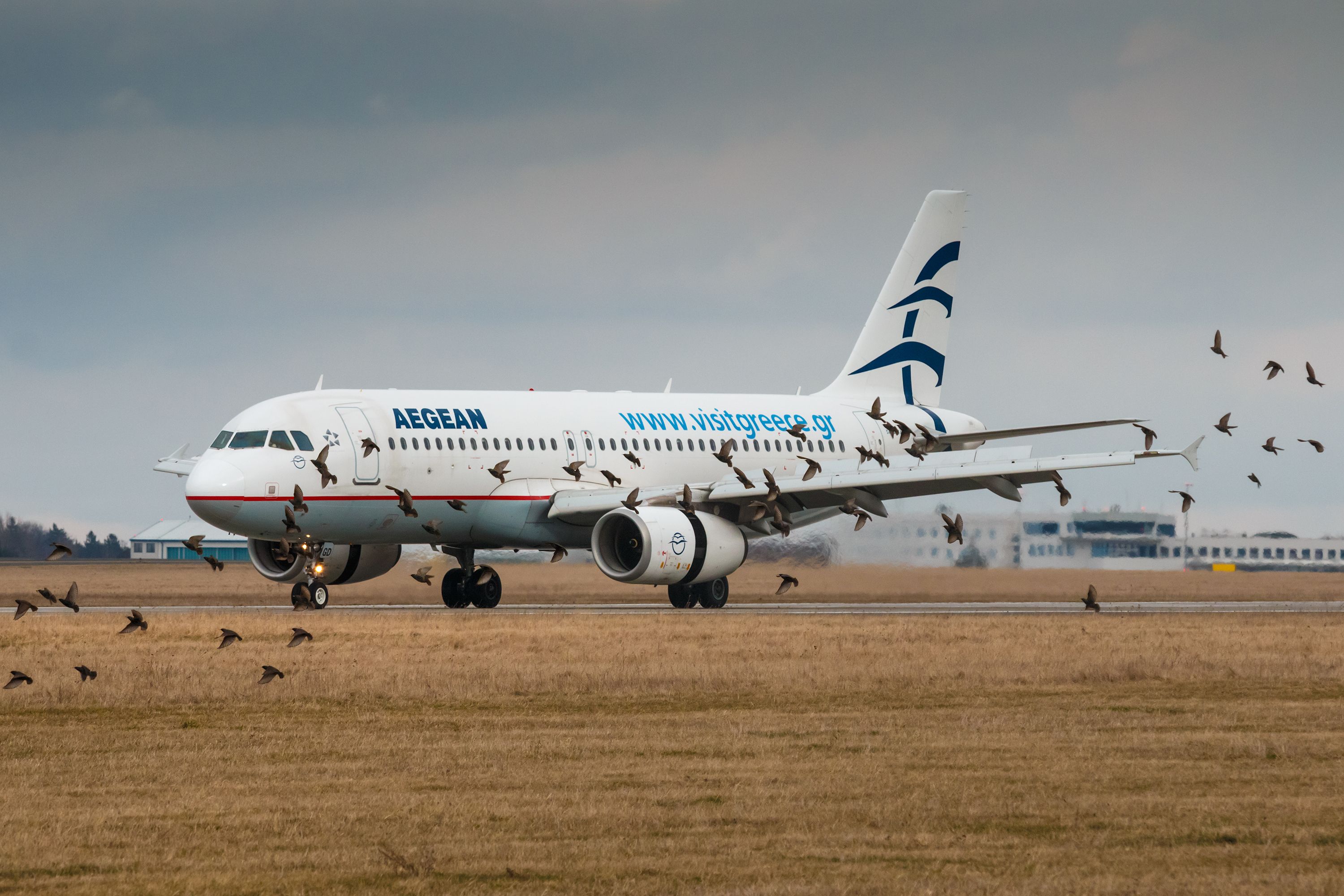 An Aegean aircraft rolling down the runway with many birds nearby. 
